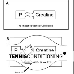 ATP-CP Energy System